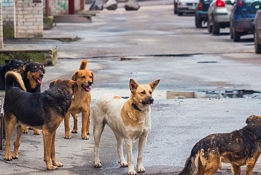 Закон о бродячих собаках. Продолжение следует